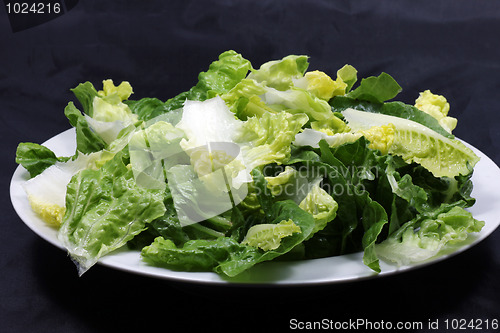 Image of lettuce