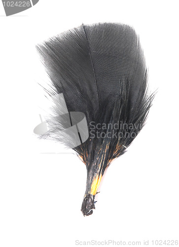 Image of black feather