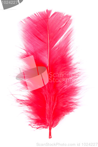 Image of red feather