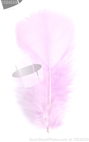 Image of pink feather