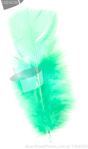 Image of green feather