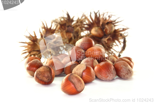 Image of Hazelnut