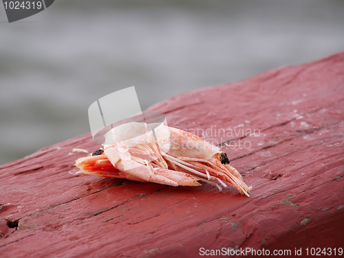 Image of Freeze Dried Shrimp