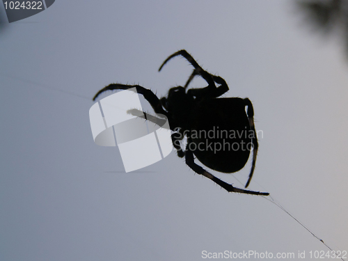 Image of Spider.