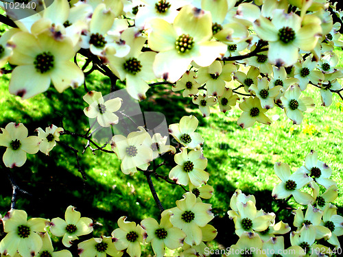 Image of white tree flowers