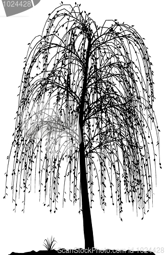 Image of High detailed tree silhouette on white background.