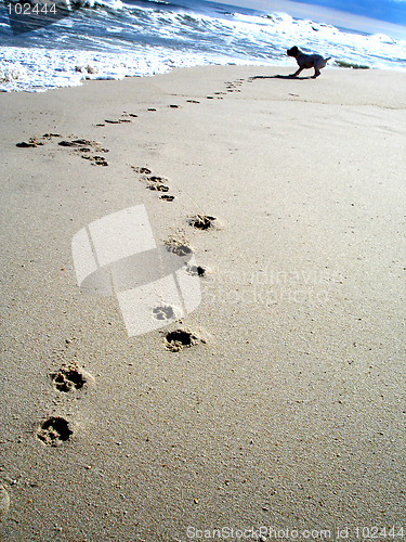 Image of Barking at waves