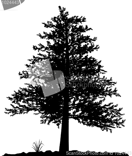 Image of High detailed tree silhouette on white background.