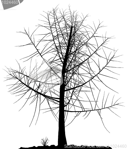 Image of Tree silhouette.