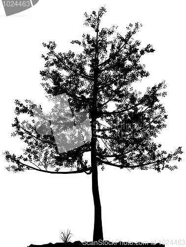 Image of Tree silhouette.