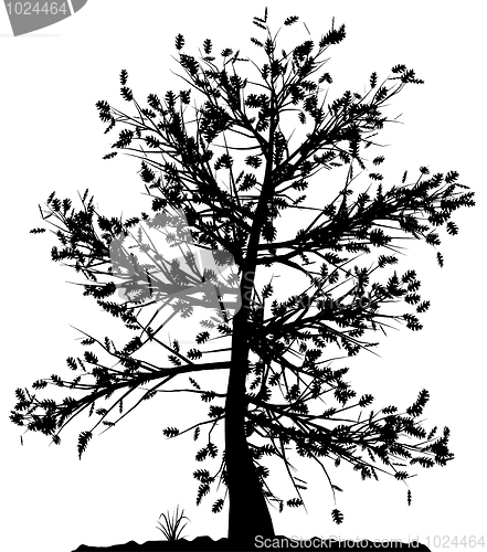 Image of Tree silhouette.