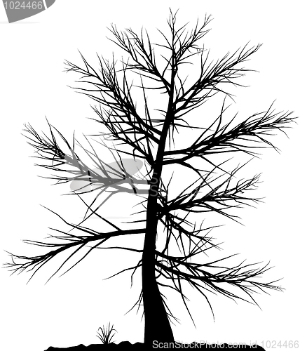 Image of Tree silhouette.