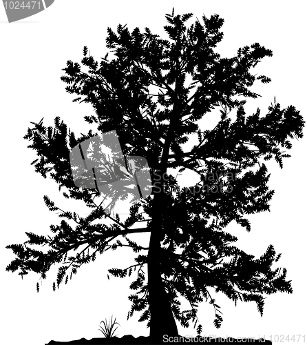 Image of Tree silhouette.
