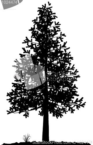 Image of Tree silhouette.