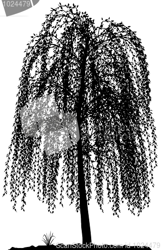 Image of Tree silhouette.