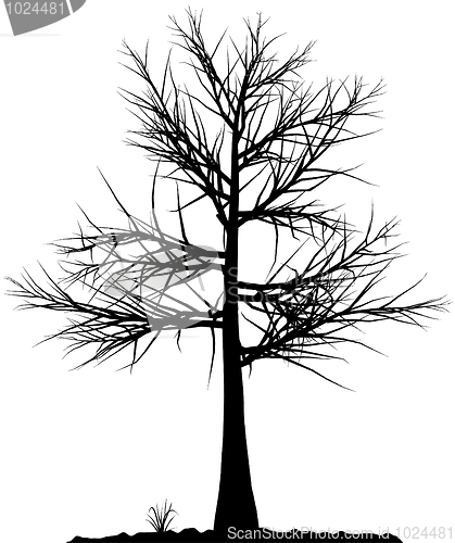 Image of Tree silhouette.