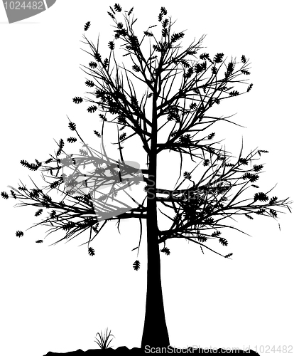 Image of Tree silhouette.