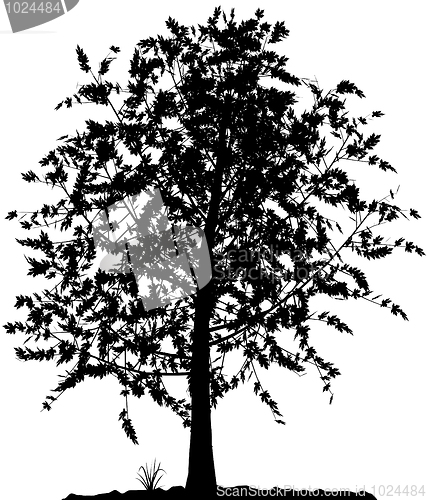 Image of Tree silhouette.