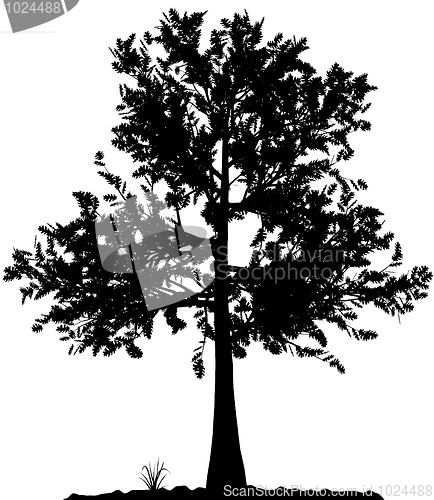 Image of Tree silhouette.