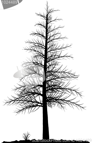 Image of Tree silhouette.
