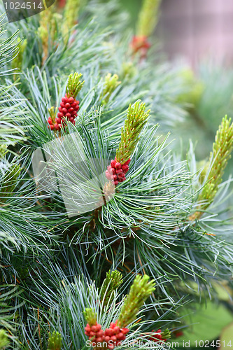 Image of Pine with Cones