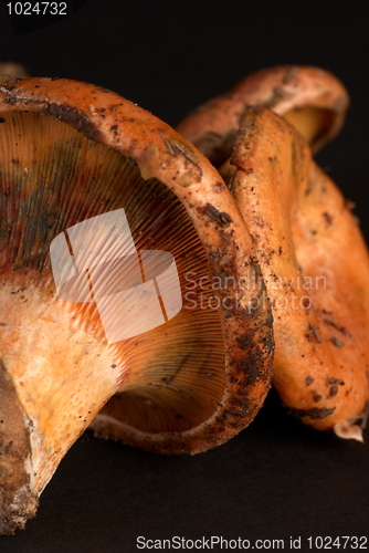 Image of Red pine tree mushrooms