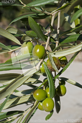 Image of Olive tree branch