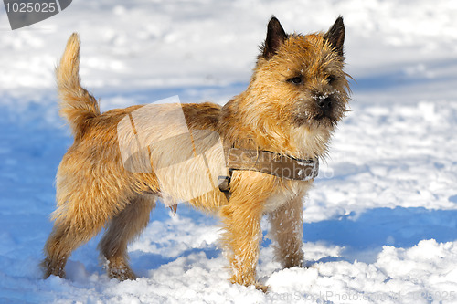 Image of Dog in snow