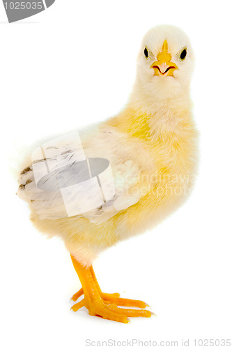 Image of Chicken baby