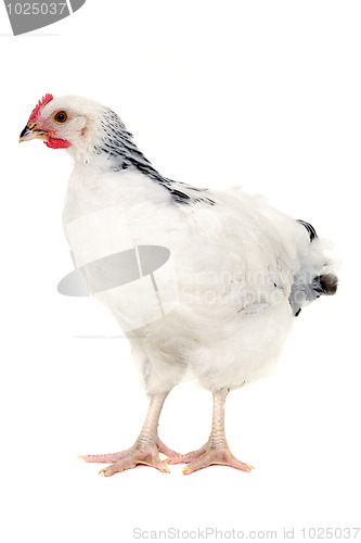 Image of Hen