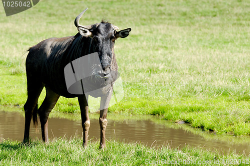 Image of Gnu