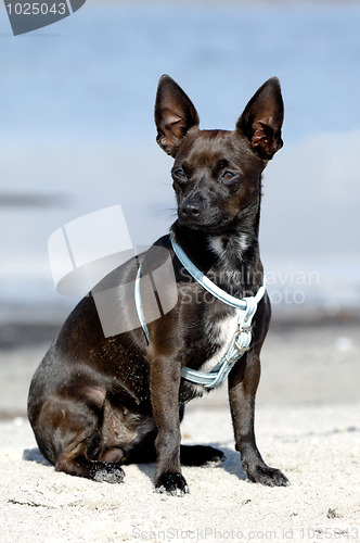 Image of Dog on beach