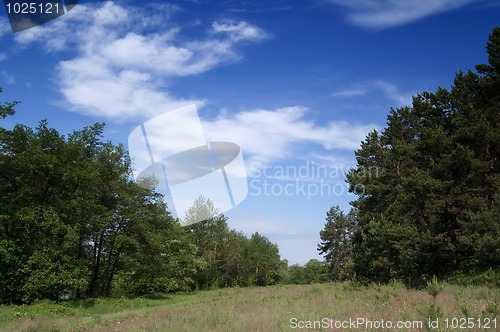 Image of Forest landscape