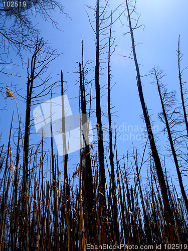 Image of Cattus Island NJ 4