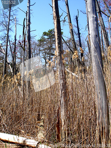 Image of Cattus Island NJ