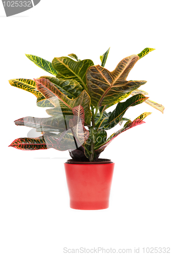 Image of Houseplant
