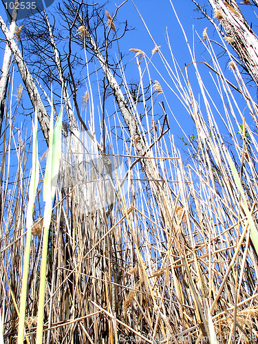 Image of swamp grass