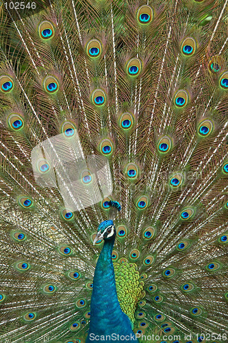 Image of peacock