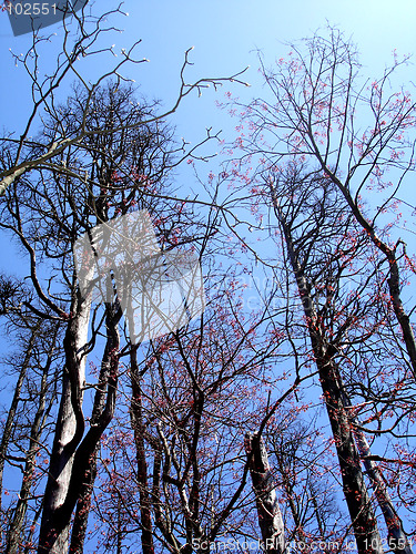 Image of winter trees
