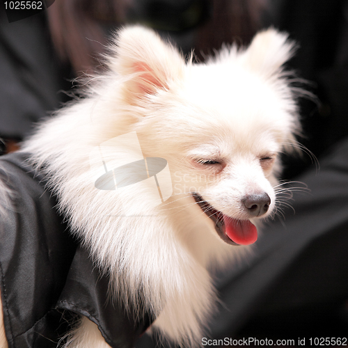 Image of dog smile, pomeranian