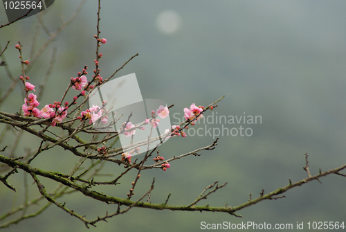 Image of sakura japanese cherry blossoms