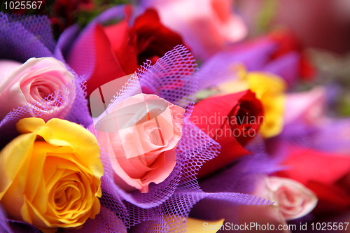 Image of colourful rose