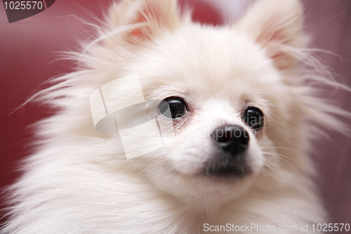 Image of dog, white Pomeranian