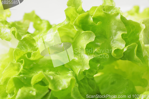 Image of fresh green lettuce