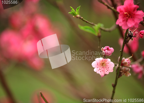 Image of cherry blossoms for chinese new year