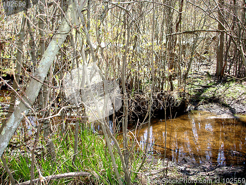 Image of pond