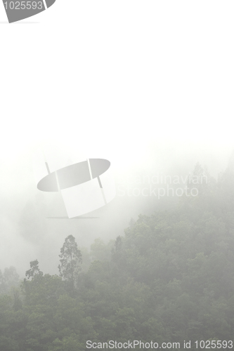 Image of mist in mountain with many trees