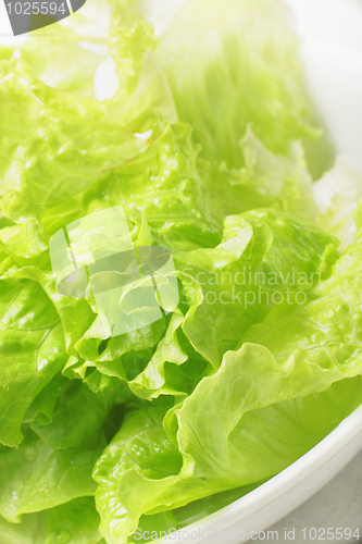 Image of Lettuce