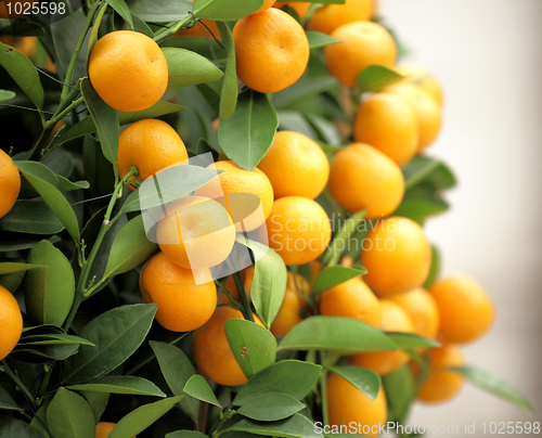 Image of chinese kumquat for chinese new year