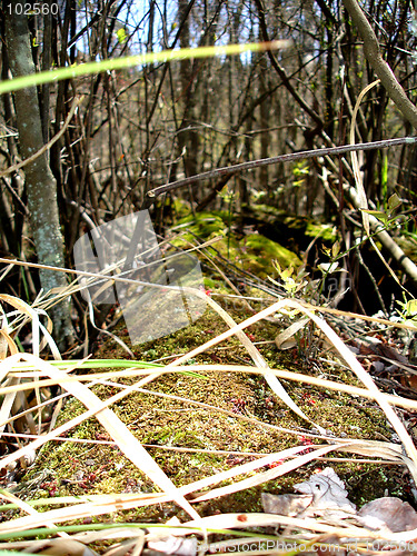 Image of moss on log